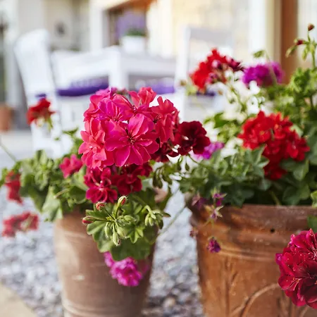 L'olivier Casa de Campo Alacati